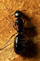 Camponotus aethiops