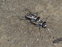 Habroscelimorpha dorsalis