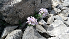 Noccaea rotundifolia