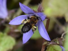 Andrena bicolor