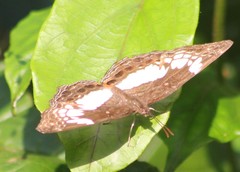 Neptidopsis ophione nucleata