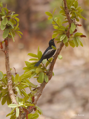 Melaniparus guineensis