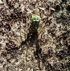 Neotama mexicana