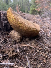Boletus rex-veris