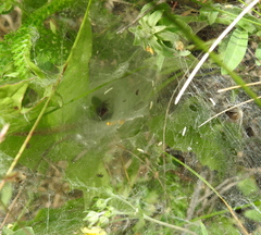 Agelena labyrinthica