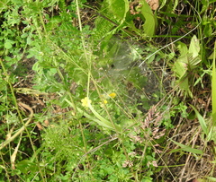 Agelena labyrinthica