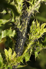 Aphis fabae cirsiiacanthoidis