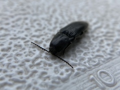 Melanotus longulus oregonensis