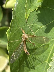 Tipula lunata