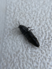 Melanotus longulus oregonensis