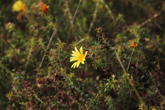 Cullumia setosa setosa