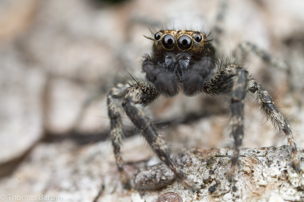 California Flattened Jumping Spider (Arthropods of the Jordan River