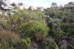 Cullumia setosa setosa