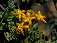 Lasiosiphon deserticola