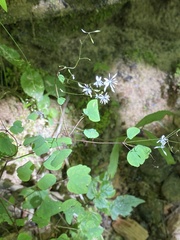 Thalictrum mirabile