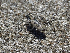 Habroscelimorpha dorsalis