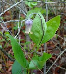 Clematis ochroleuca