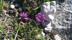 Oxytropis montana
