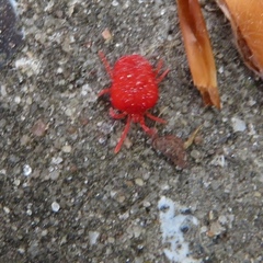 Trombidium holosericeum