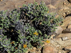 Lasiosiphon deserticola