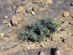 Lasiosiphon deserticola