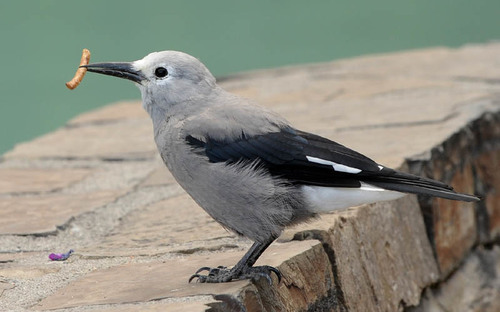 Clark's Nutcracker