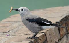 Clark's Nutcracker photo 1