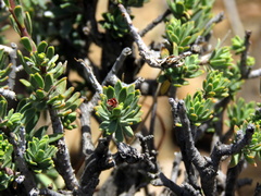 Lasiosiphon deserticola