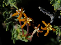 Lasiosiphon deserticola