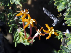 Lasiosiphon deserticola