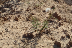 Senecio pinnatus