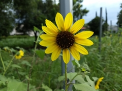 Helianthus annuus