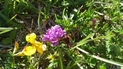 Oxytropis montana