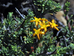 Lasiosiphon deserticola