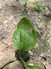 Phytomyza plantaginis