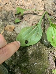 Phytomyza plantaginis