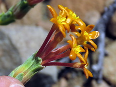 Lasiosiphon deserticola