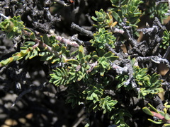 Lasiosiphon deserticola