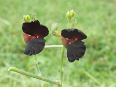 Myrmicinae