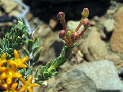 Lasiosiphon deserticola