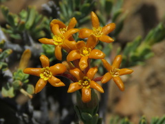 Lasiosiphon deserticola