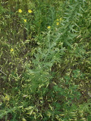 Centaurea pseudomaculosa