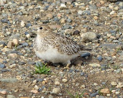 Thinocorus rumicivorus