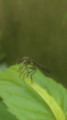 Dioctria hyalipennis
