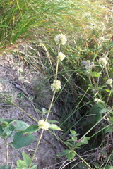 Gomphrena perennis