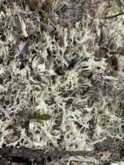 Cladonia boryi