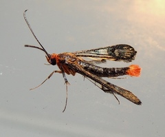 Synanthedon acerni