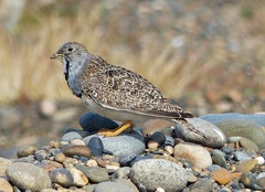 Thinocorus rumicivorus