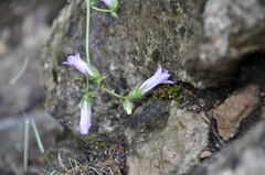 Campanula sibirica taurica