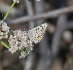 Euphilotes battoides